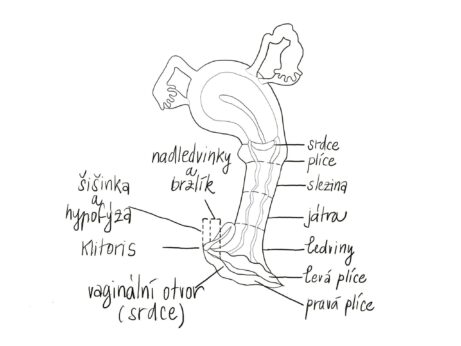 Ženské lůno, pánevní dno, sexualita, , yoni egg,cviky pánevního dna, inkontinence, , Libido, svaly pánevního dna, prolaps, Suchost v pochvě, Ženství, Mateřství, Polycystické vaječníky, Děloha, Vaječníky, Yoni, Yoni jóga, jóga, Rakovina děložního čípku, Sex po porodu, Orgasmus Antikoncepce u žen, Endometrióza, Bolestivá menstruace, Oplodnění, Sexualita, erotika, Vztahy, Inkontinence, cviky pánevního dna, Sexuální zdraví, Porod, šestinedělí, hormony, prsa, rakovina prsou, kundalini, tao, taoisticka sexualita, reflexologie